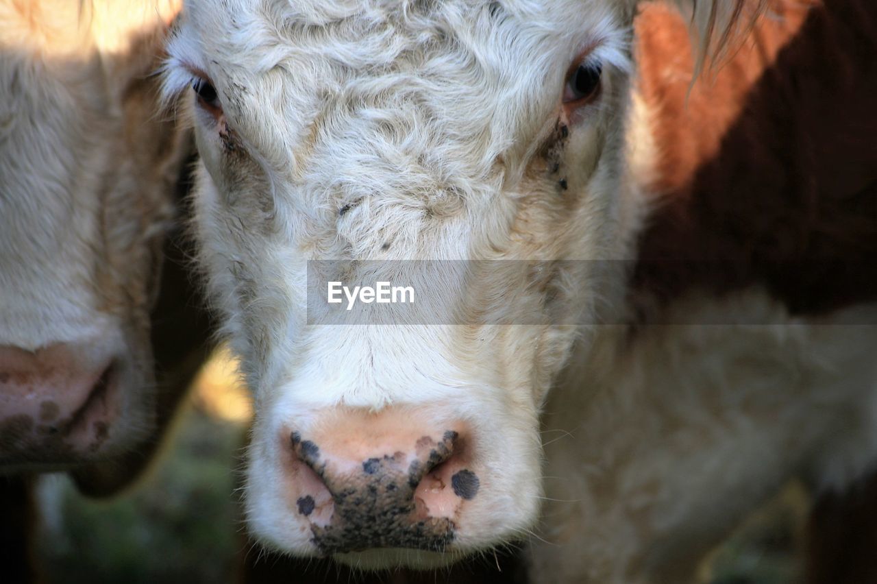 Close-up of cow