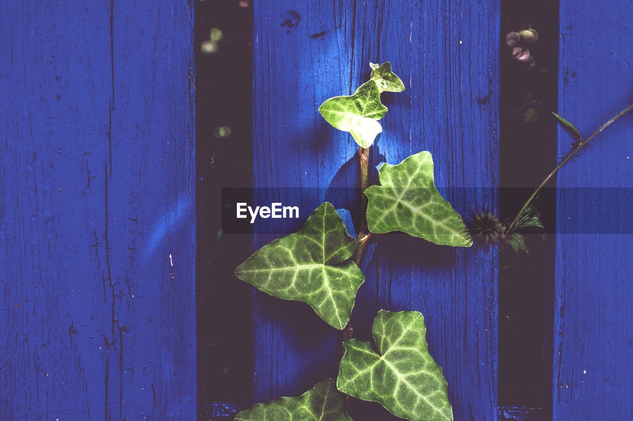 Close-up of green leaves on wooden door
