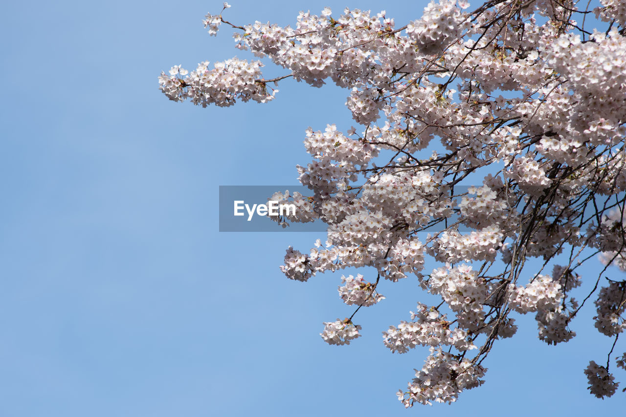 LOW ANGLE VIEW OF CHERRY BLOSSOM TREE