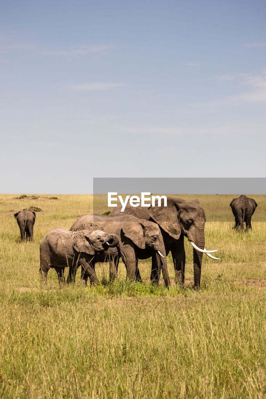 ELEPHANT IN A FIELD