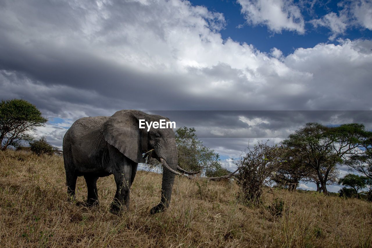 An elephant in the wild