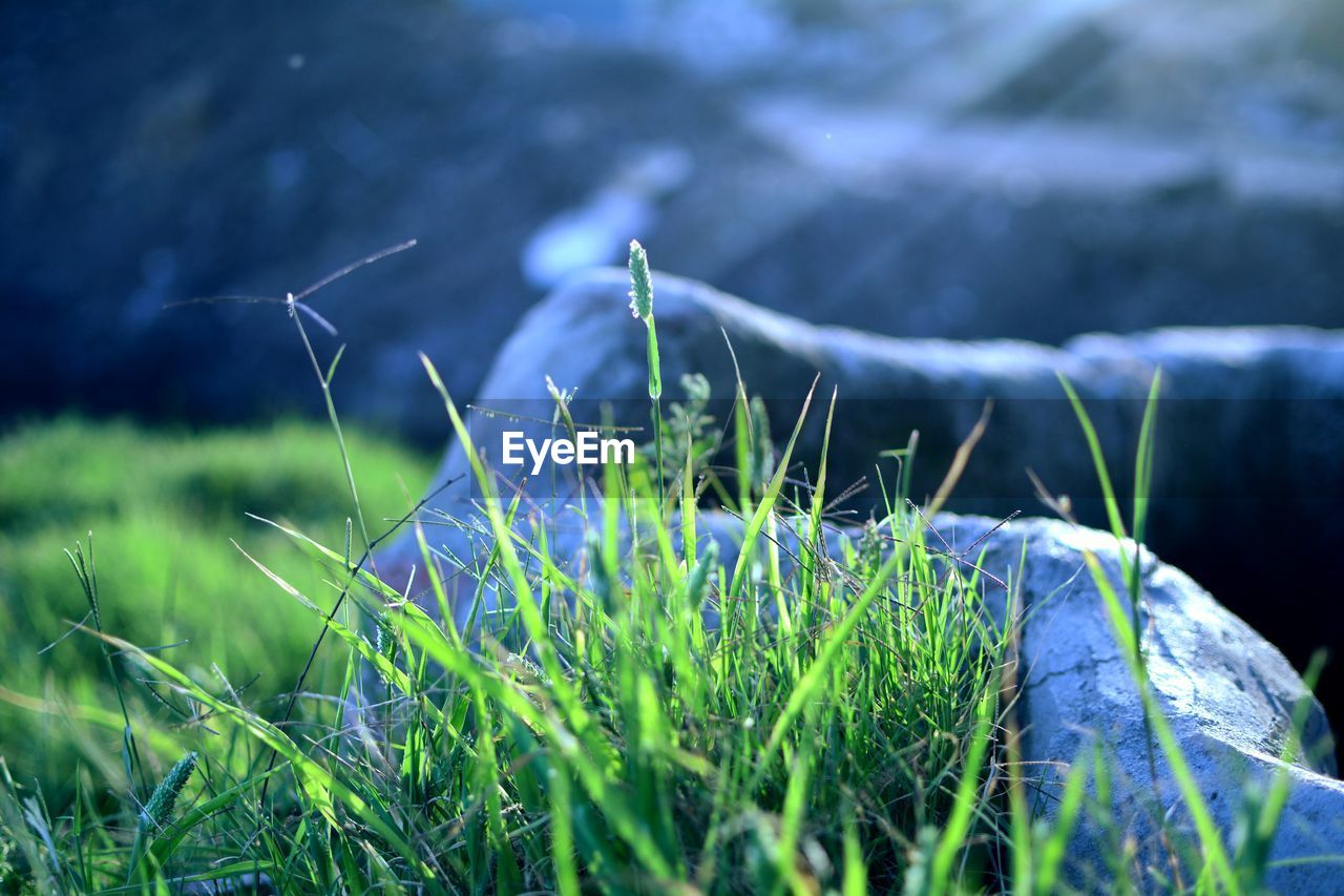 CLOSE-UP OF GRASS IN FIELD