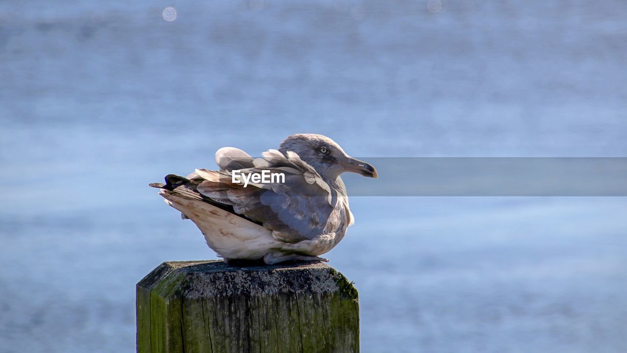 Close-up of seagull perching on wooden post