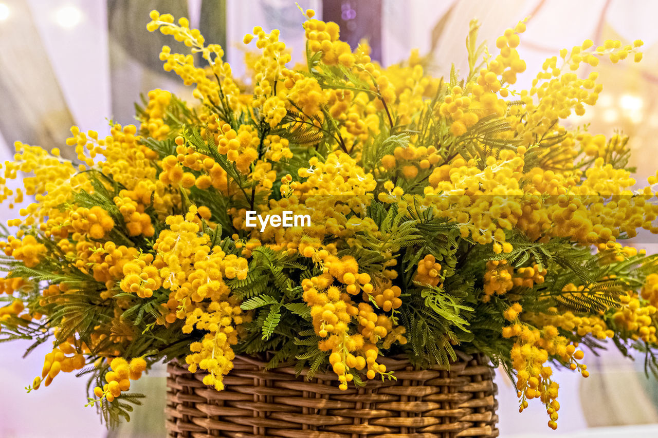 A bouquet of flowering yellow branches of silver acacia in a high wicker basket. spring blooming.