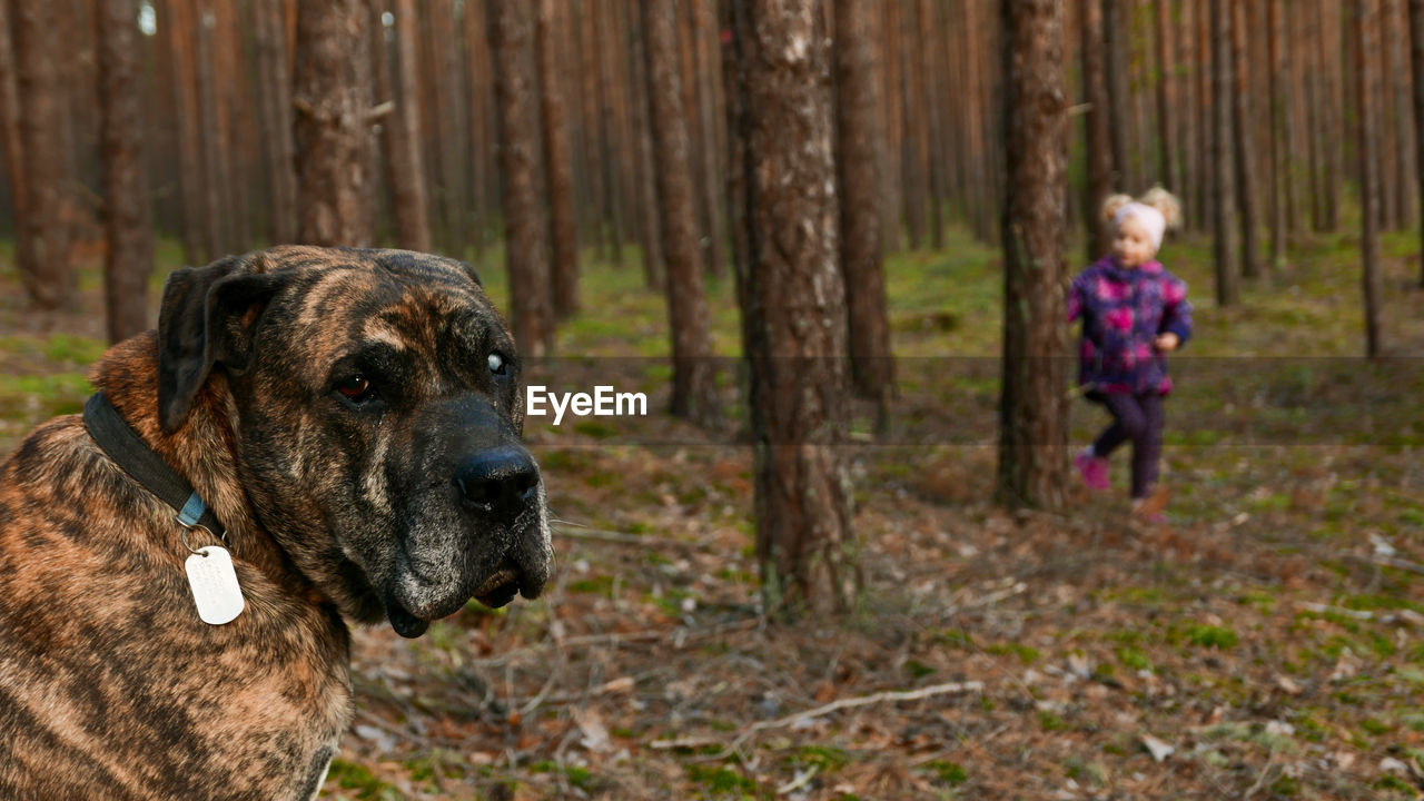 mammal, animal themes, animal, one animal, pet, domestic animals, canine, dog, tree, forest, child, childhood, land, nature, plant, day, one person, full length, outdoors, looking, portrait