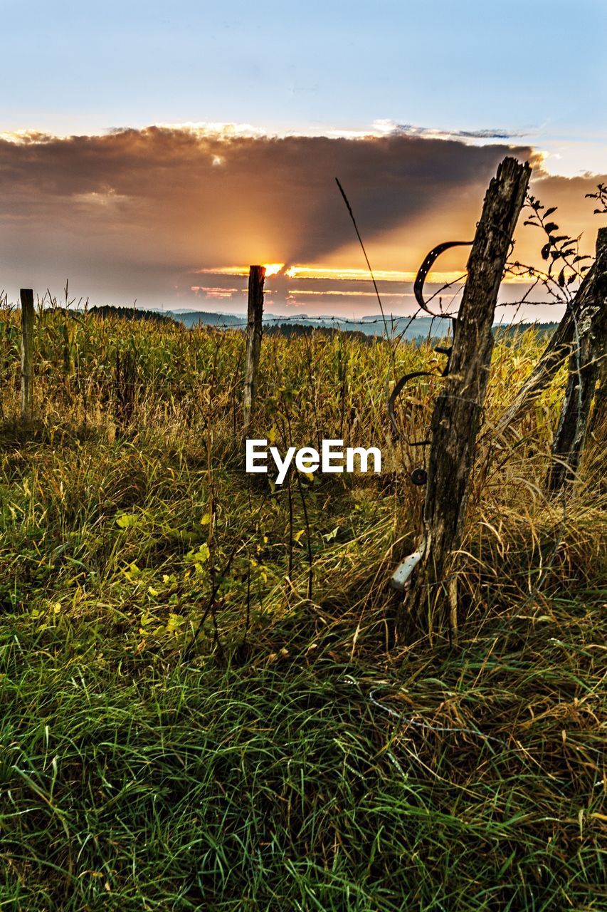 SCENIC VIEW OF GRASSY FIELD DURING SUNSET