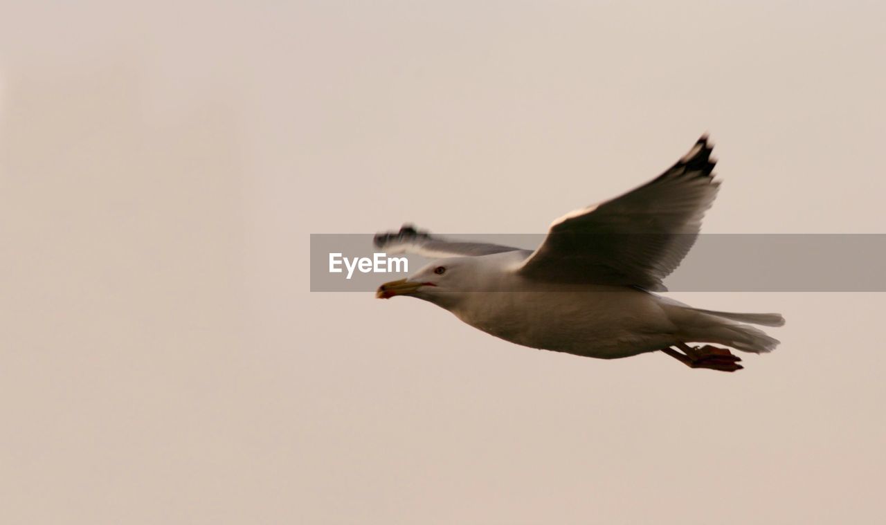 Low angle view of seagull flying against clear sky at dusk