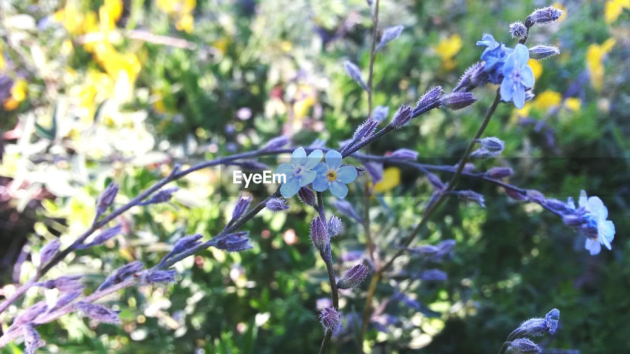 CLOSE-UP OF FLOWERS ON TREE