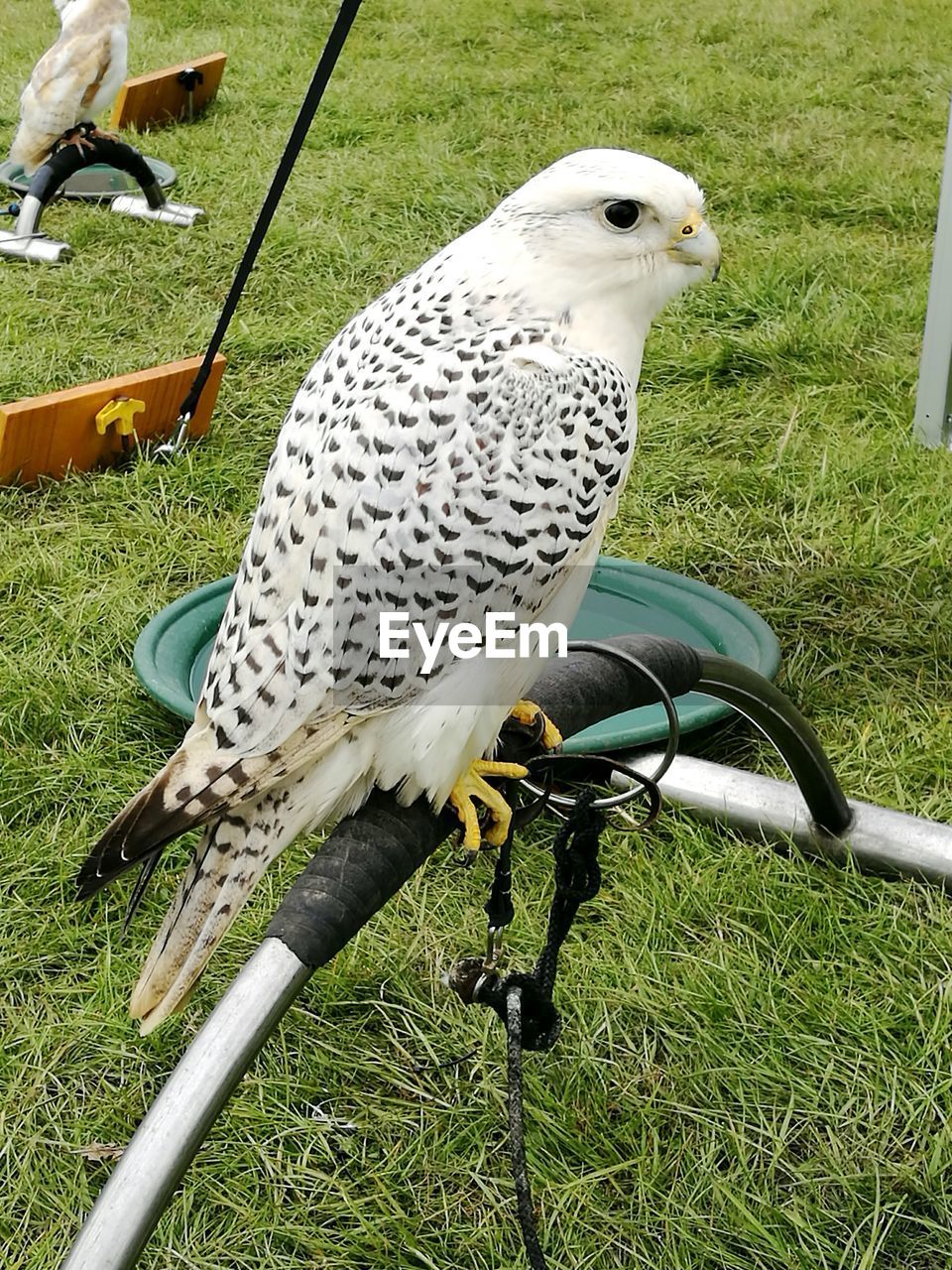 CLOSE-UP OF HAWK PERCHING ON FIELD