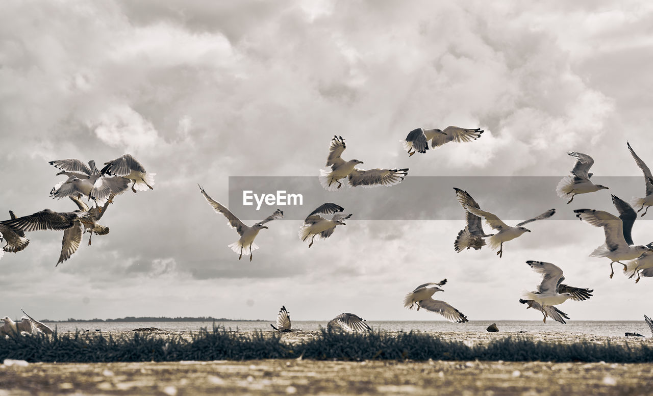 Low angle view of birds flying against sky