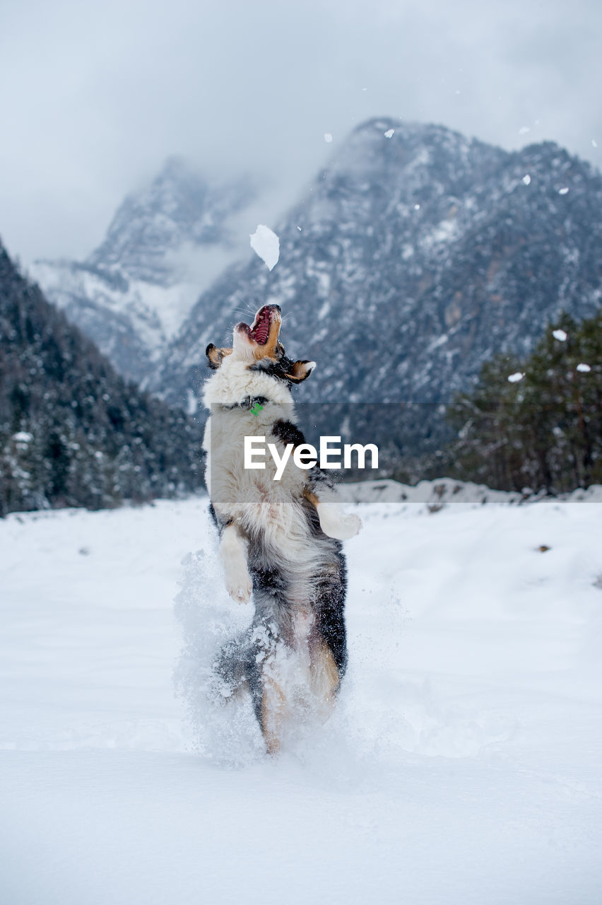 Dog jumping on snow covered field during winter 