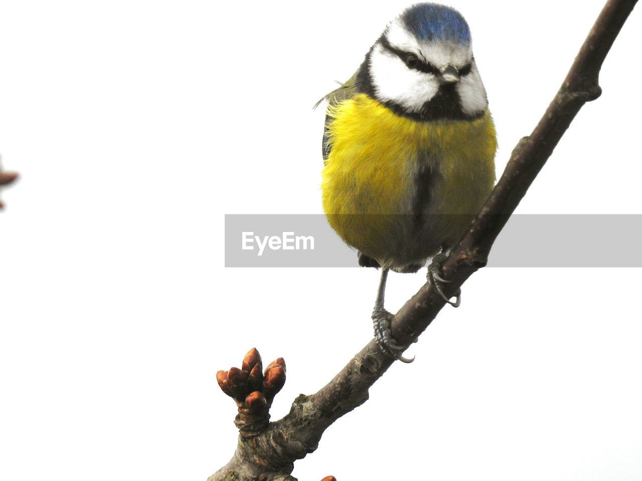 CLOSE-UP OF BIRD PERCHING ON BRANCH