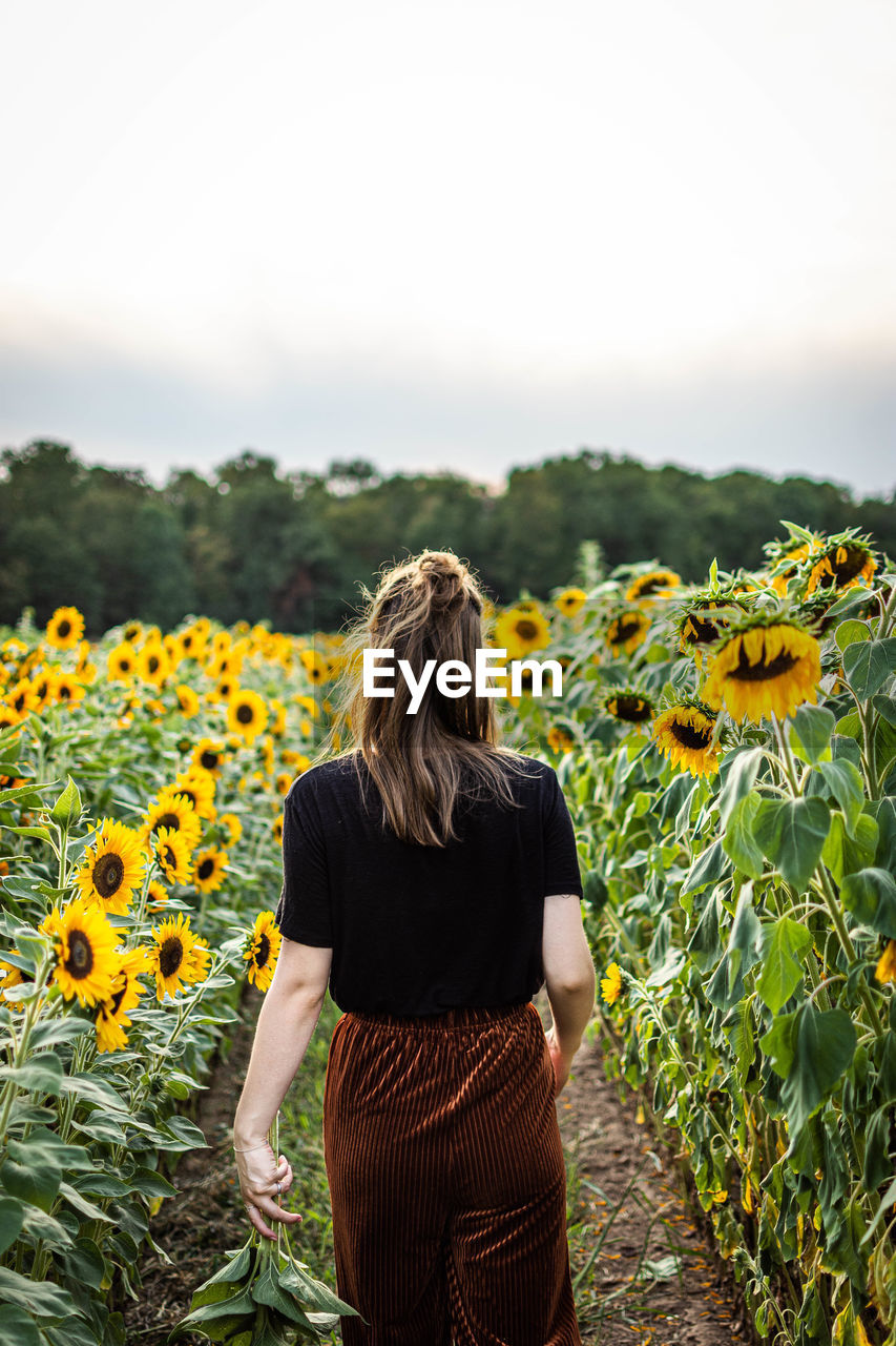 Rear view of woman walking amidst sunflowers on land