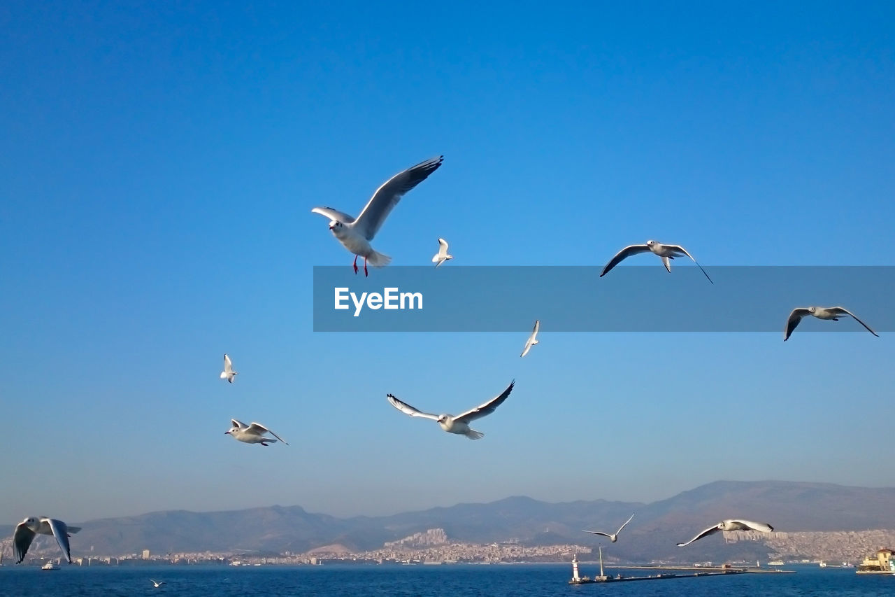 BIRDS FLYING OVER SEA AGAINST SKY