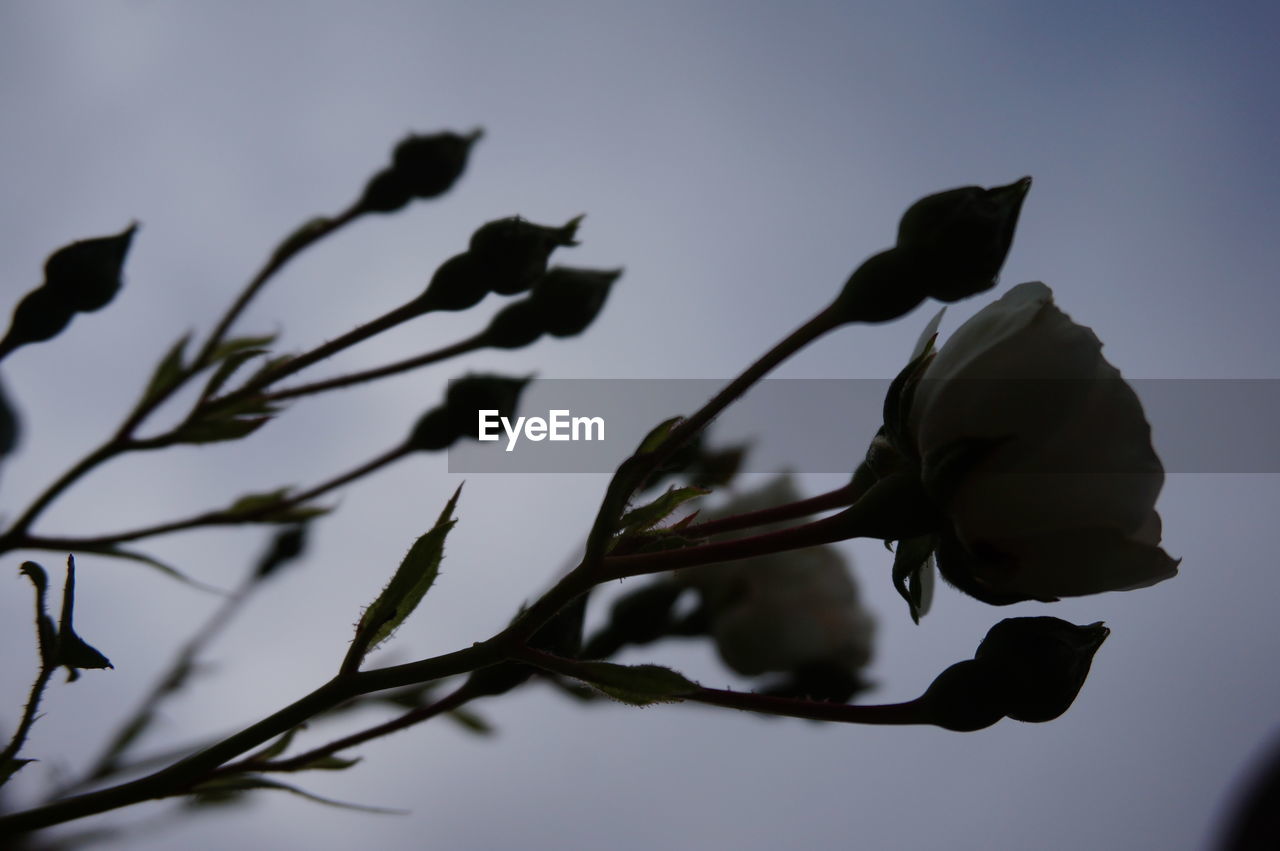 LOW ANGLE VIEW OF FLOWERS AGAINST SKY