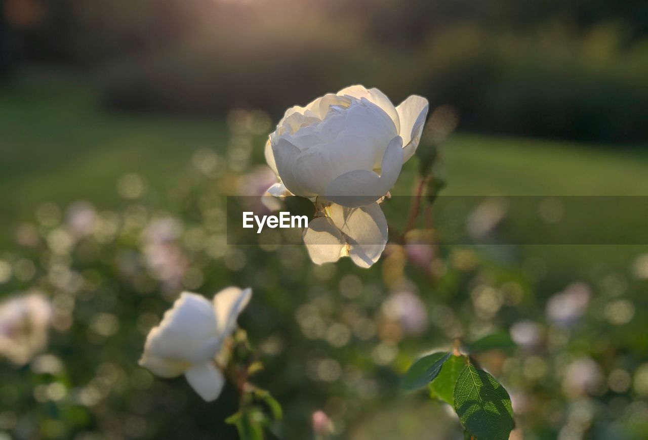 CLOSE-UP OF WHITE ROSE ON FIELD