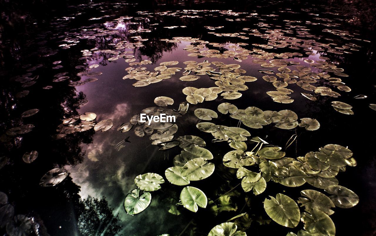 High angle view of leaves floating in pond