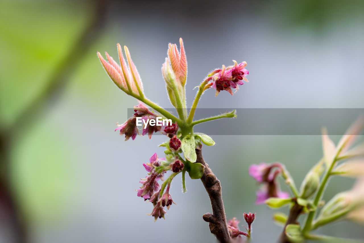 plant, flower, blossom, flowering plant, nature, beauty in nature, macro photography, close-up, leaf, freshness, growth, tree, fragility, plant part, no people, branch, pink, springtime, outdoors, focus on foreground, bud, wildflower, food and drink, green, botany, environment, food, shrub, plant stem, selective focus, red, spring, flower head, fruit, multi colored, day, inflorescence, petal, tranquility, summer, sunlight, landscape, social issues