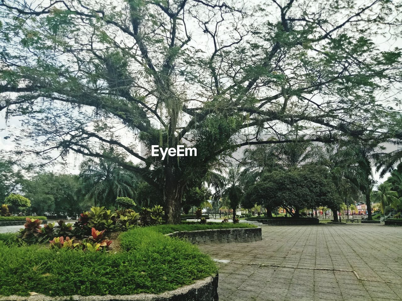 TREES IN PARK AGAINST SKY