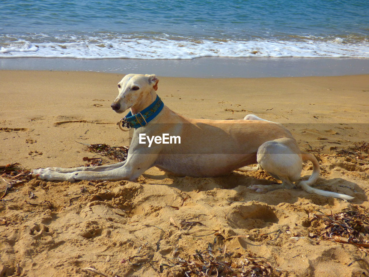 Greyhound relaxing on sand at beach