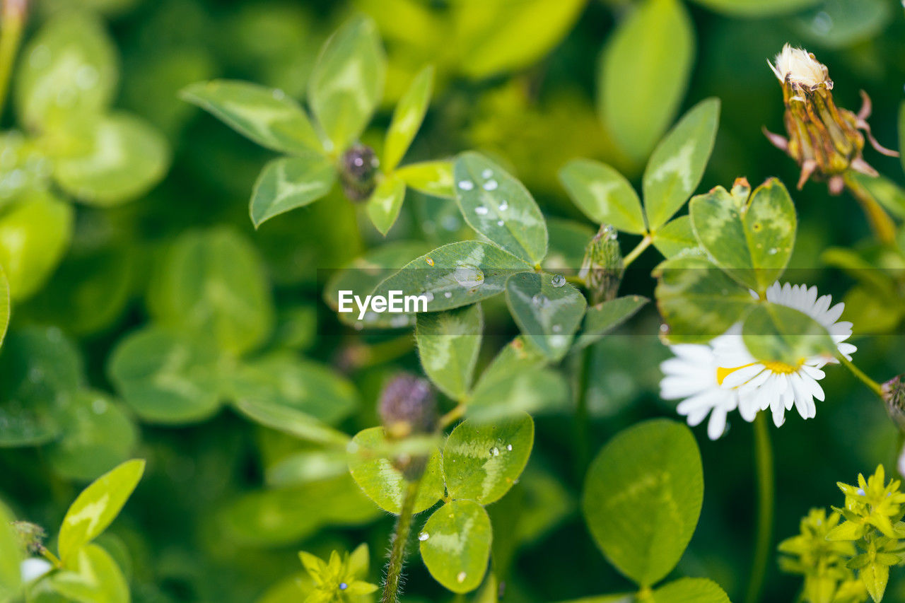close-up of white flowering plants
