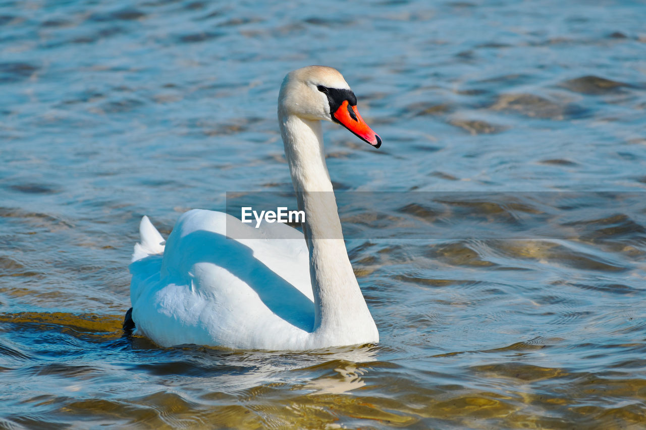 SWAN FLOATING ON A LAKE