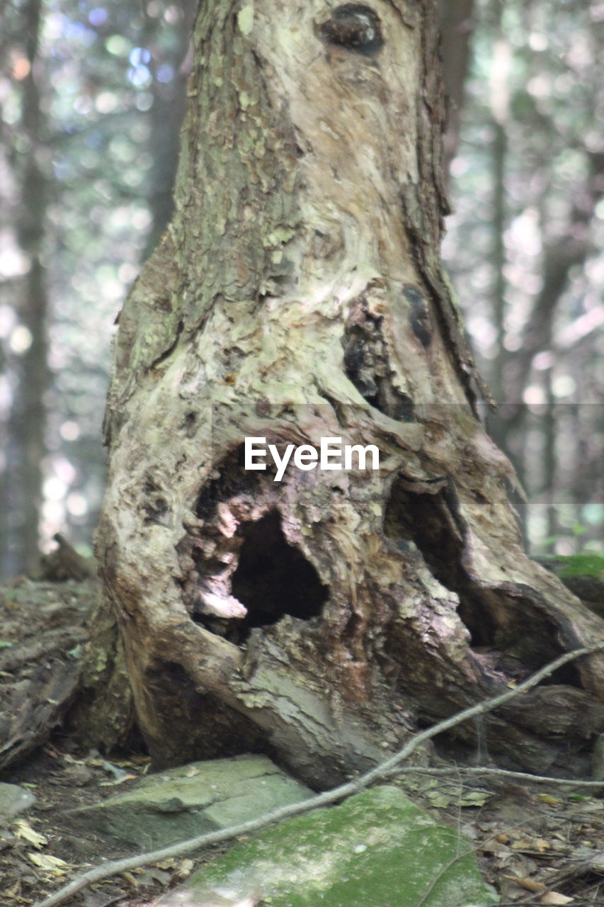 CLOSE-UP OF TREE TRUNK ON MOSS