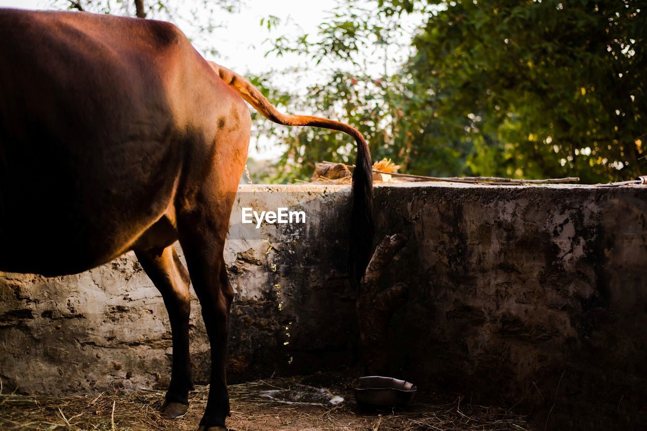 HORSE IN A FARM