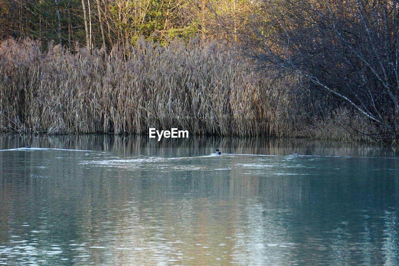 VIEW OF BIRDS IN LAKE