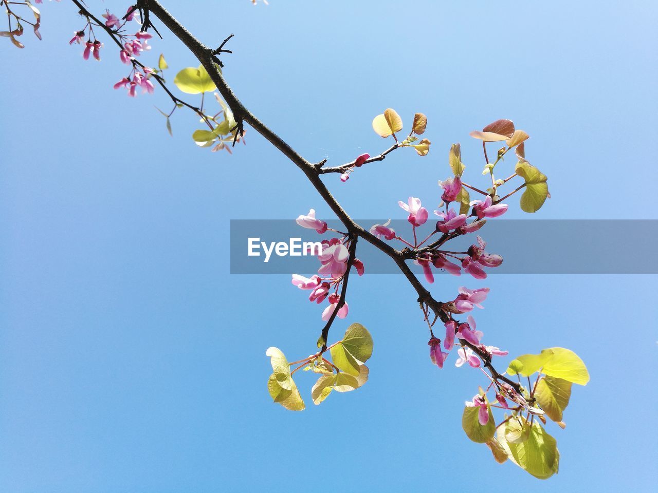 Low angle view of magnolia blossoms against sky