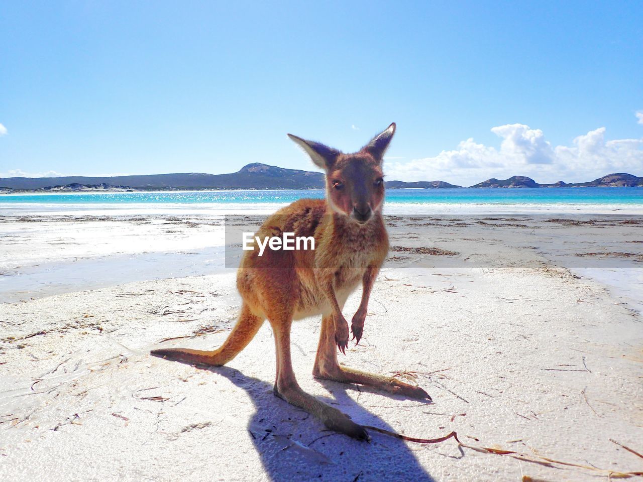 VIEW OF A CAT ON BEACH