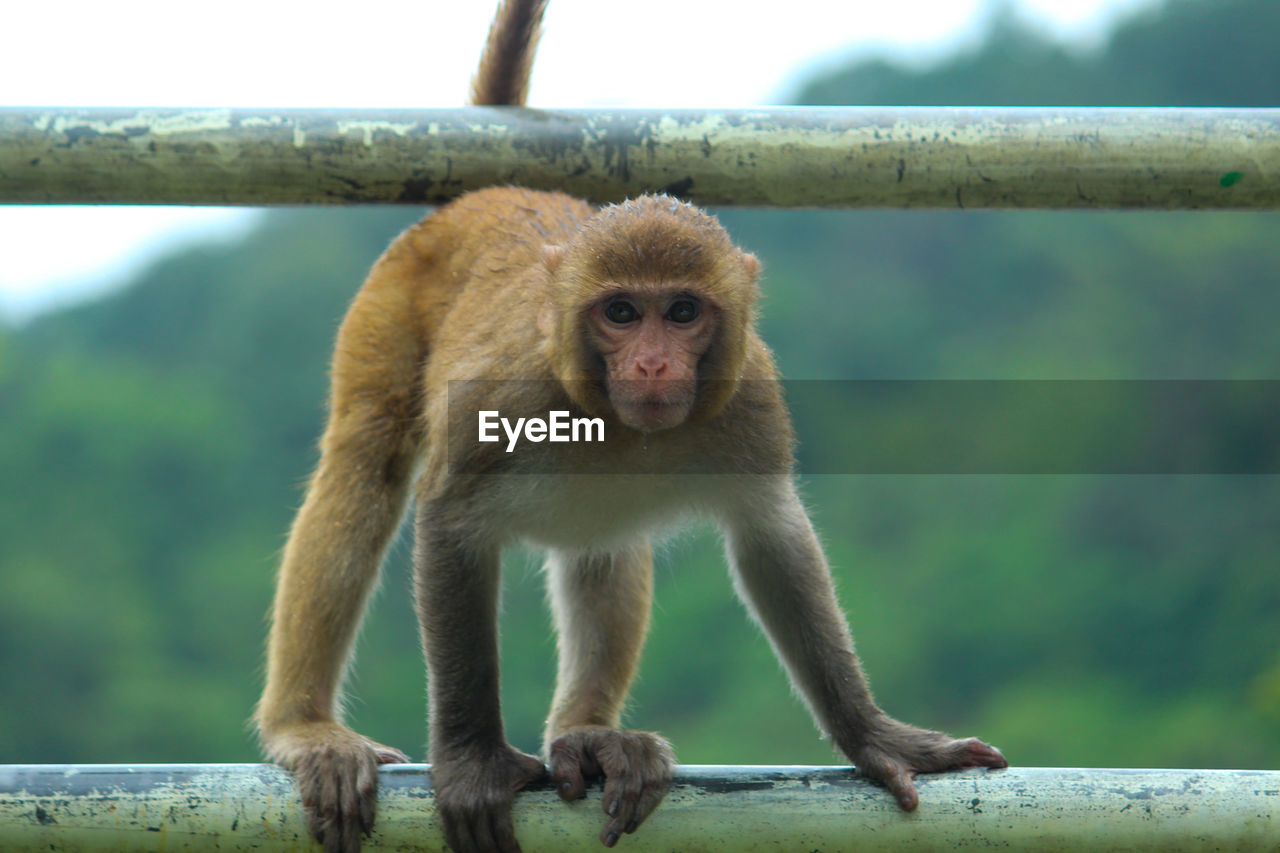 MONKEY SITTING ON RAILING OUTDOORS