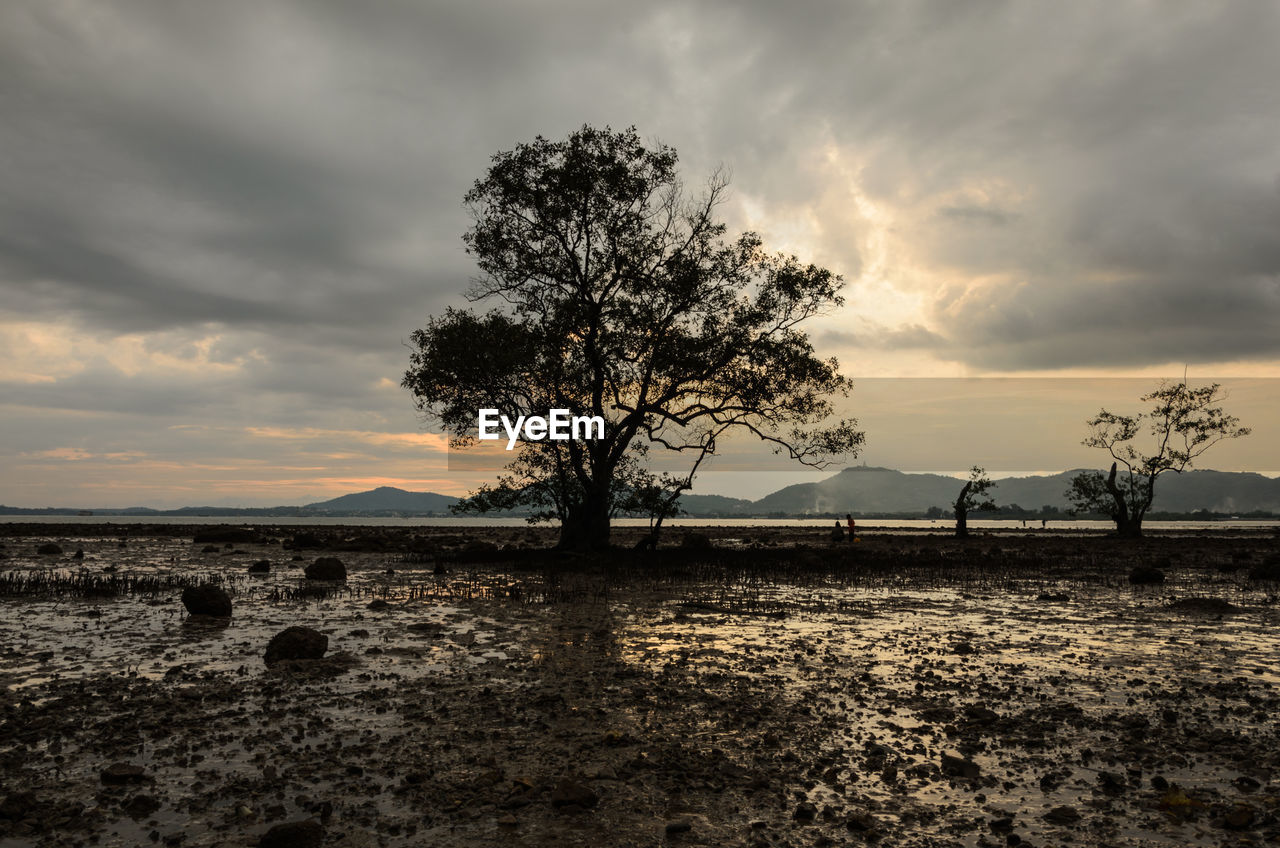 Trees on field against sky during sunset