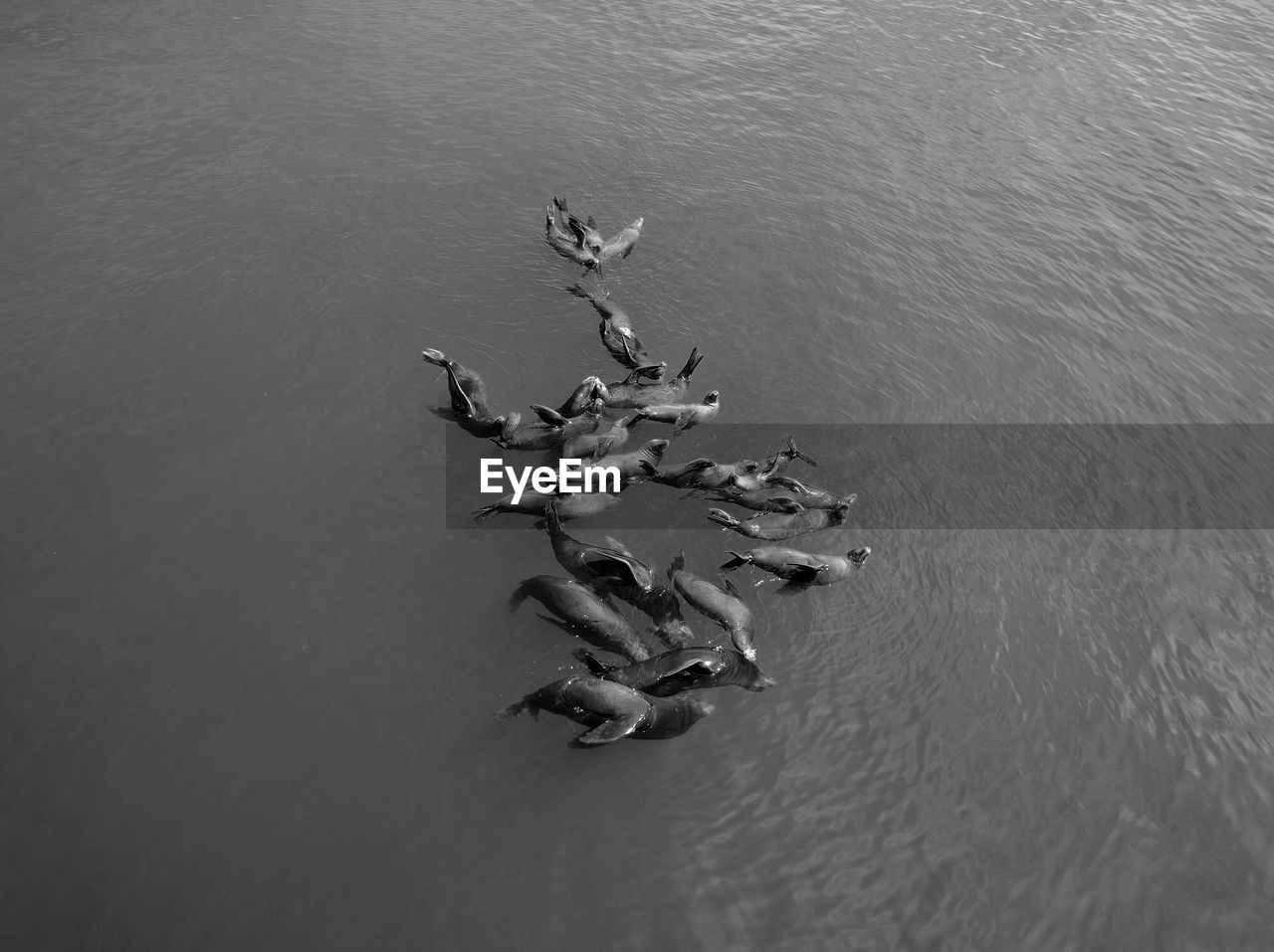 High angle view of sea lions swimming in sea