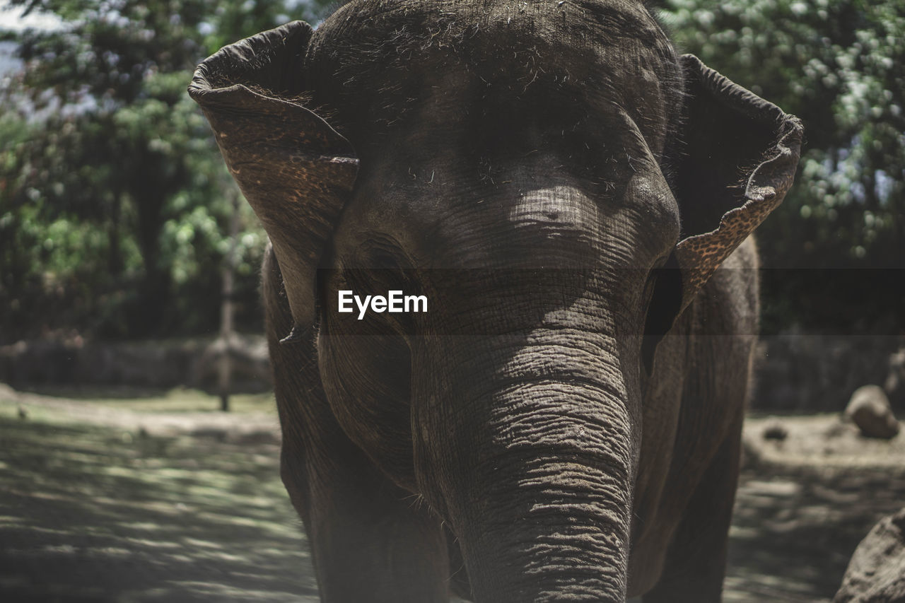 Elephant standing in forest