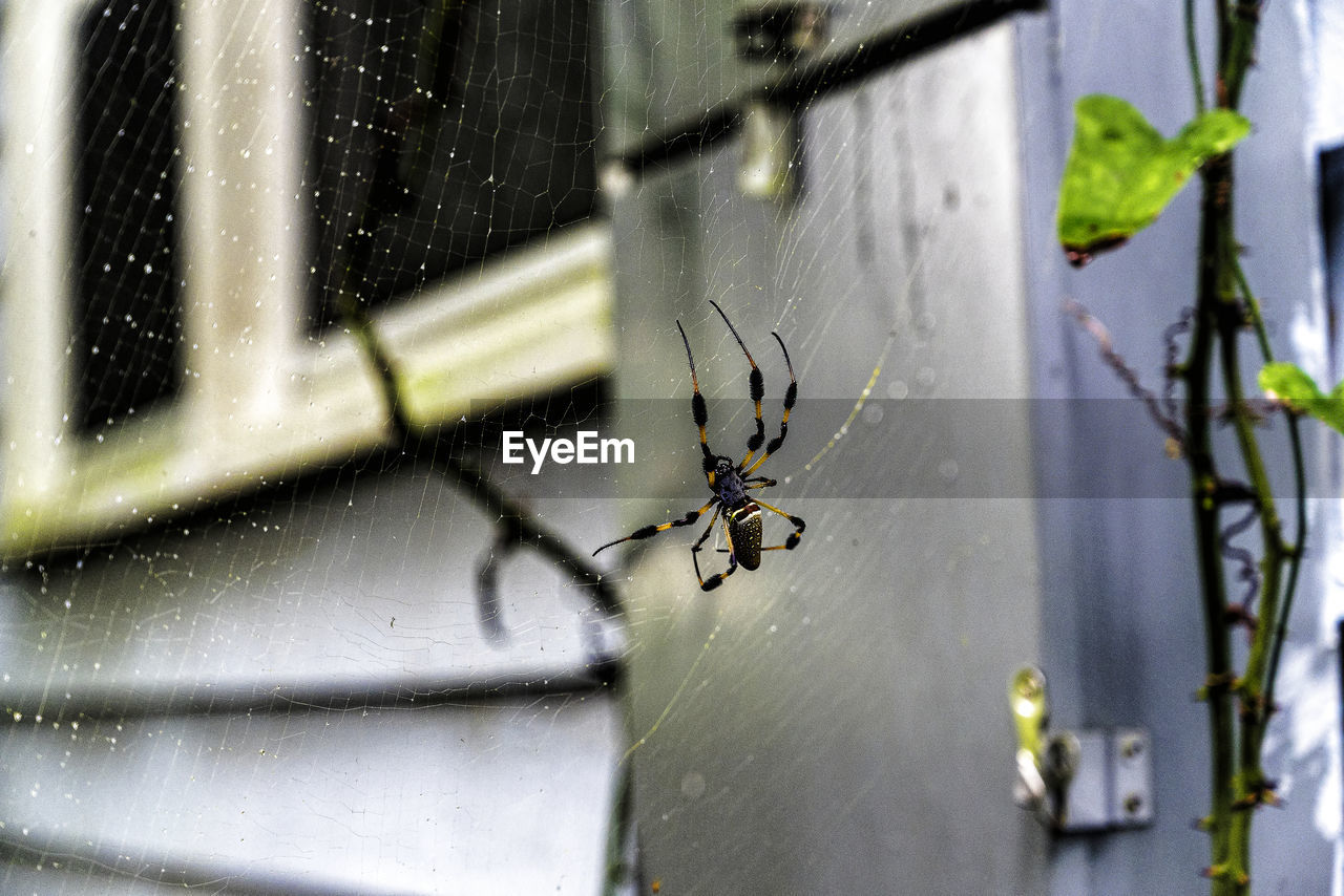 CLOSE-UP OF SPIDER IN THE WINDOW