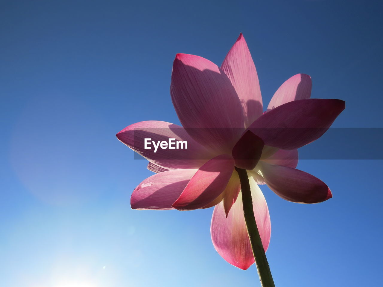 Low angle view of pink lotus  flowering plant against clear blue sky