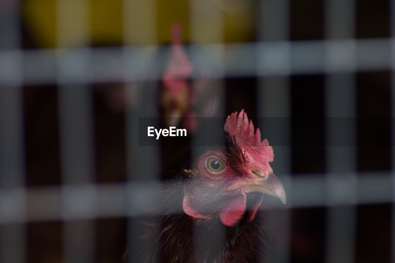 Close-up of rooster in cage