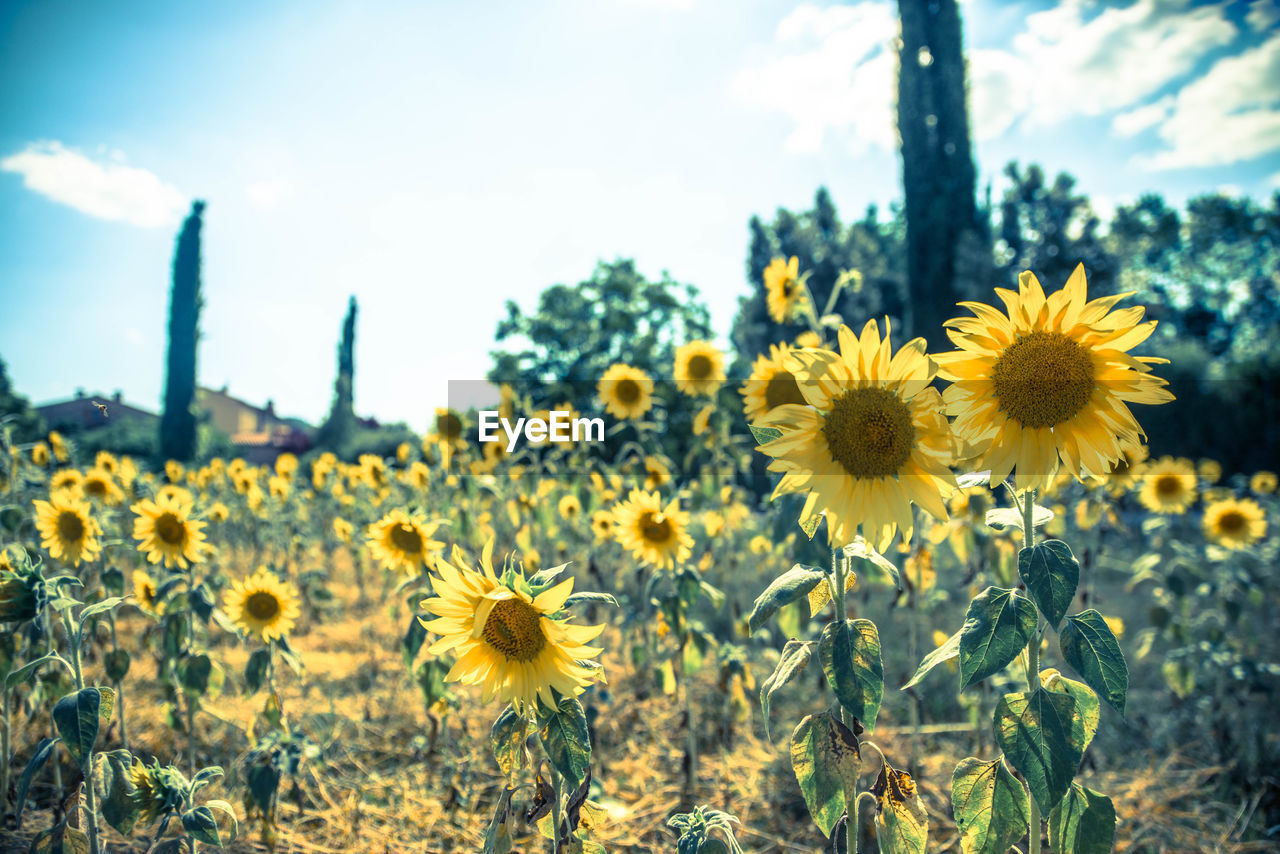 CLOSE-UP OF SUNFLOWERS ON FIELD AGAINST SKY