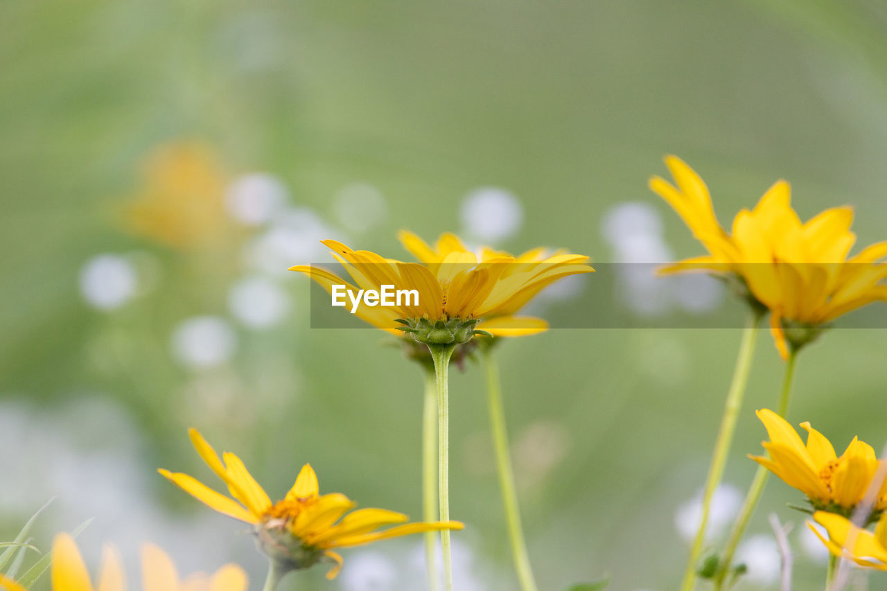 A black eyed susan blooming in a meadow with many wild flowers.