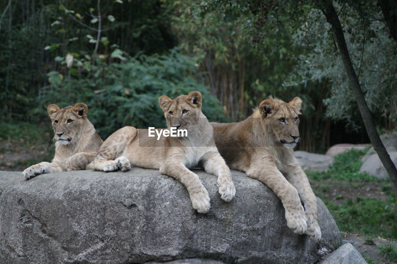 View of young lion relaxing on rock against trees