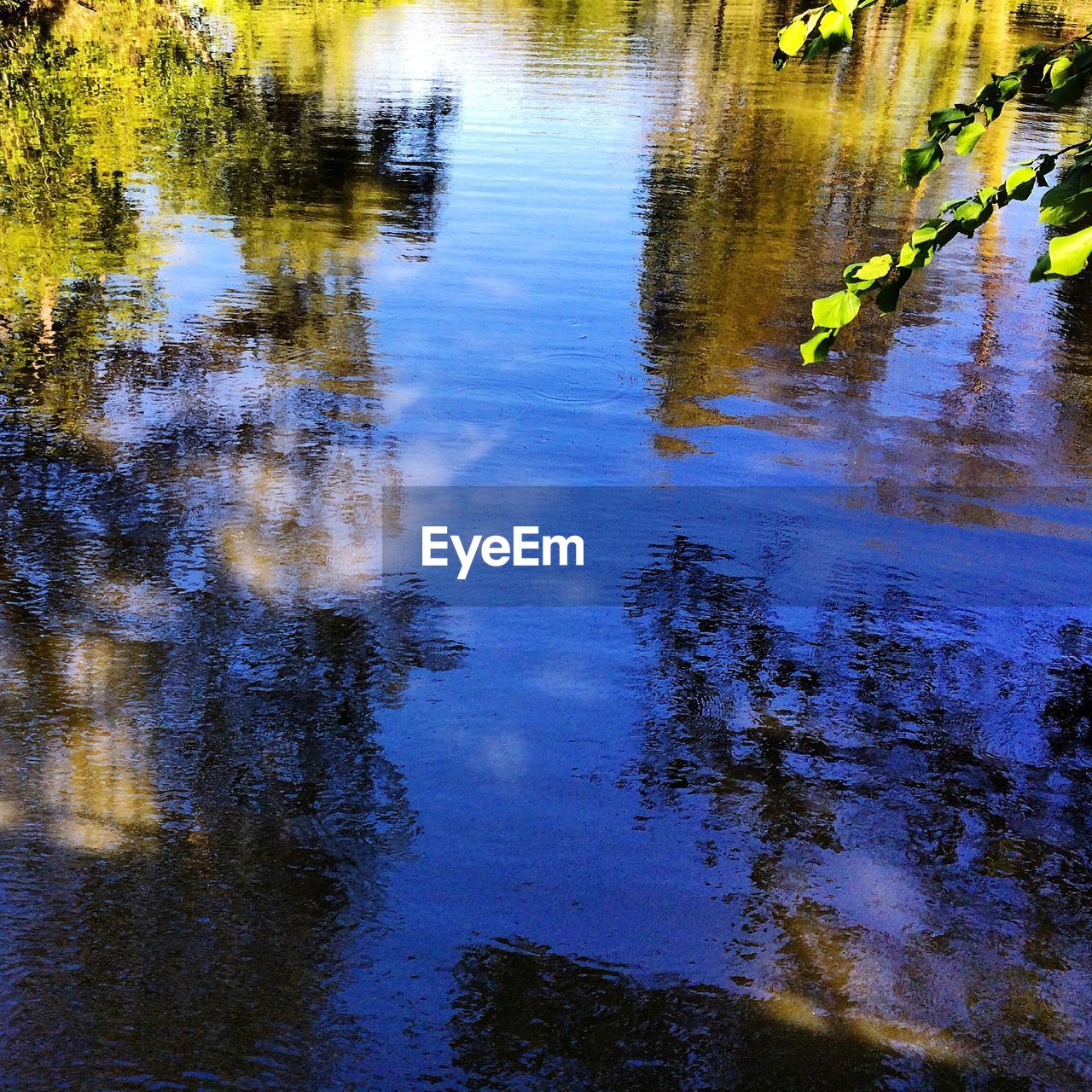 Reflection of trees on water