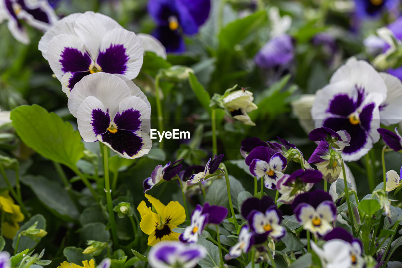 CLOSE-UP OF WHITE FLOWERING PLANTS