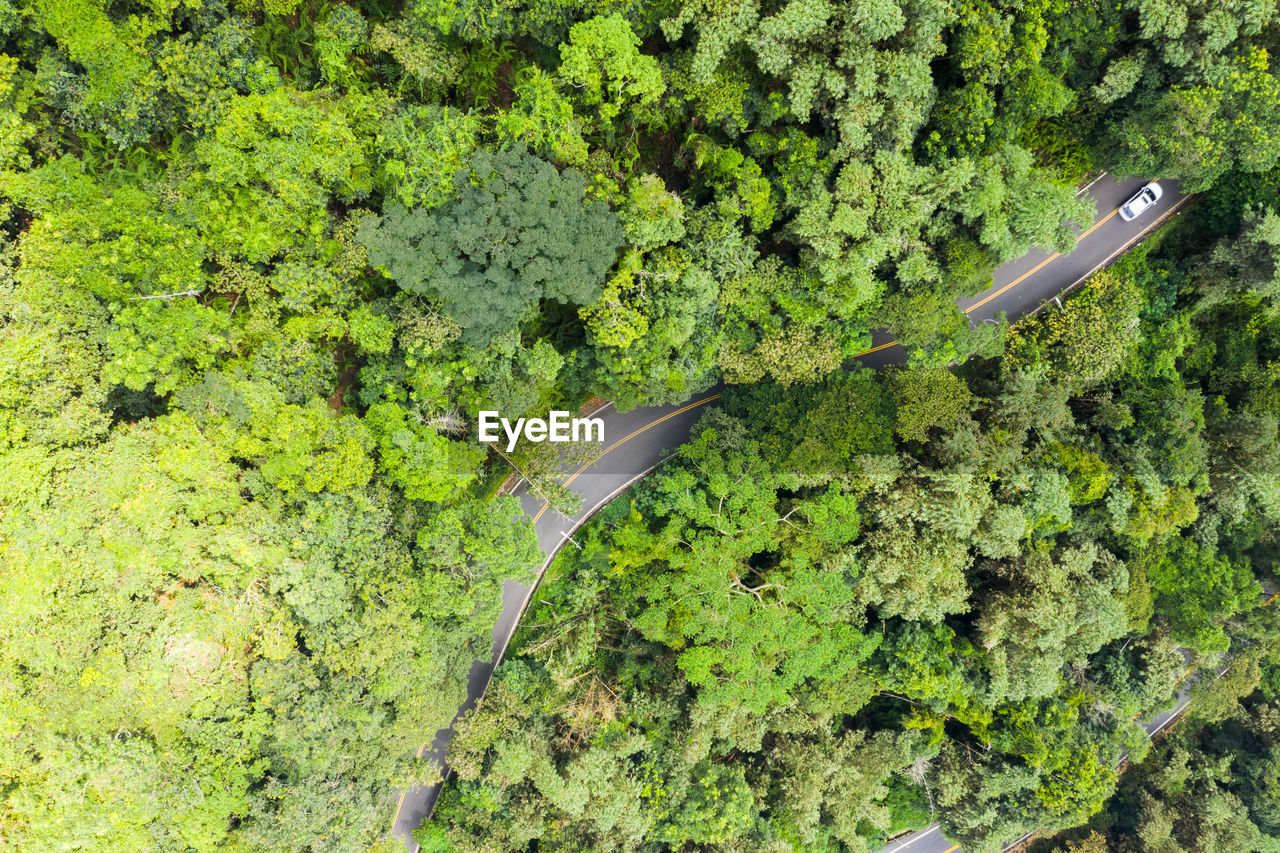 HIGH ANGLE VIEW OF PLANTS GROWING IN FOREST