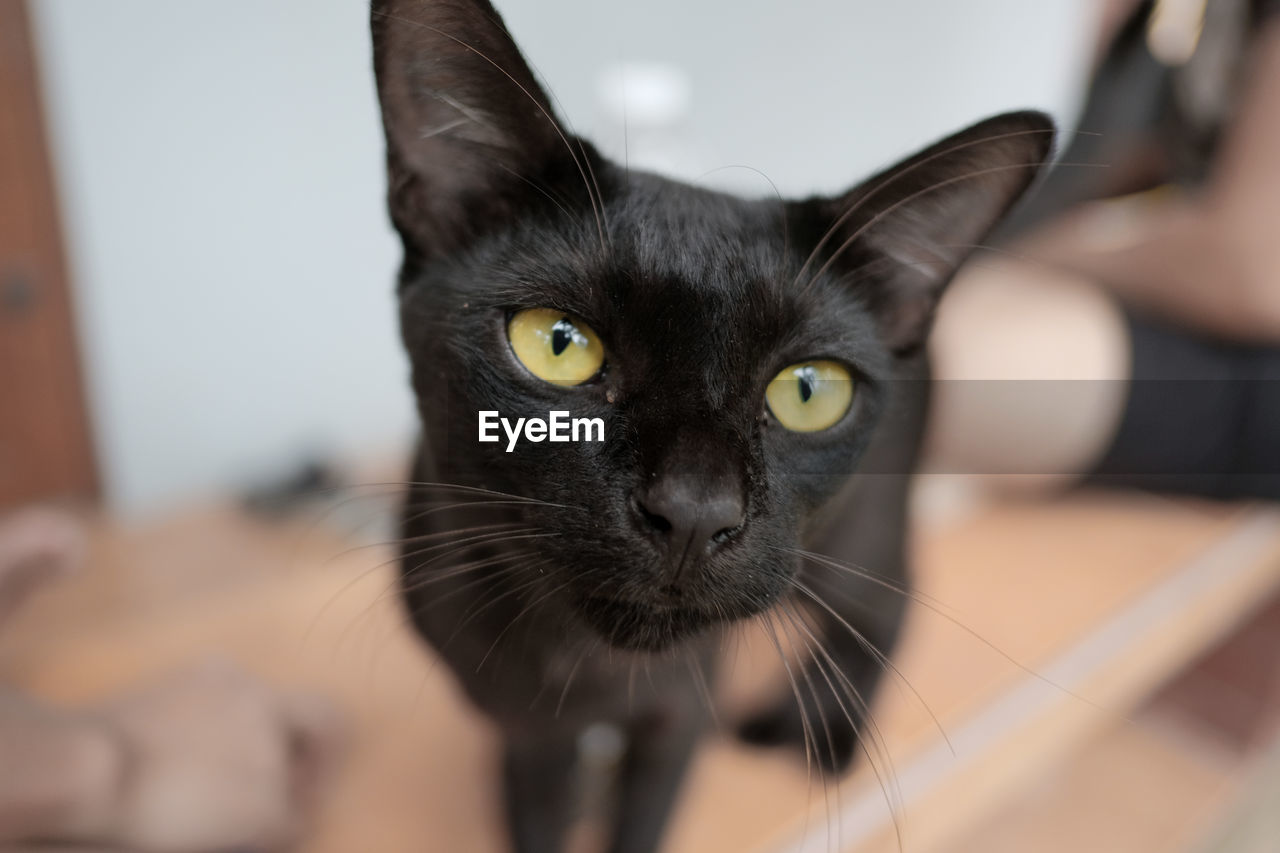 pet, domestic animals, cat, animal themes, animal, mammal, domestic cat, one animal, feline, black, indoors, portrait, looking at camera, animal body part, whiskers, black cat, close-up, small to medium-sized cats, felidae, focus on foreground, eye, home interior, adult