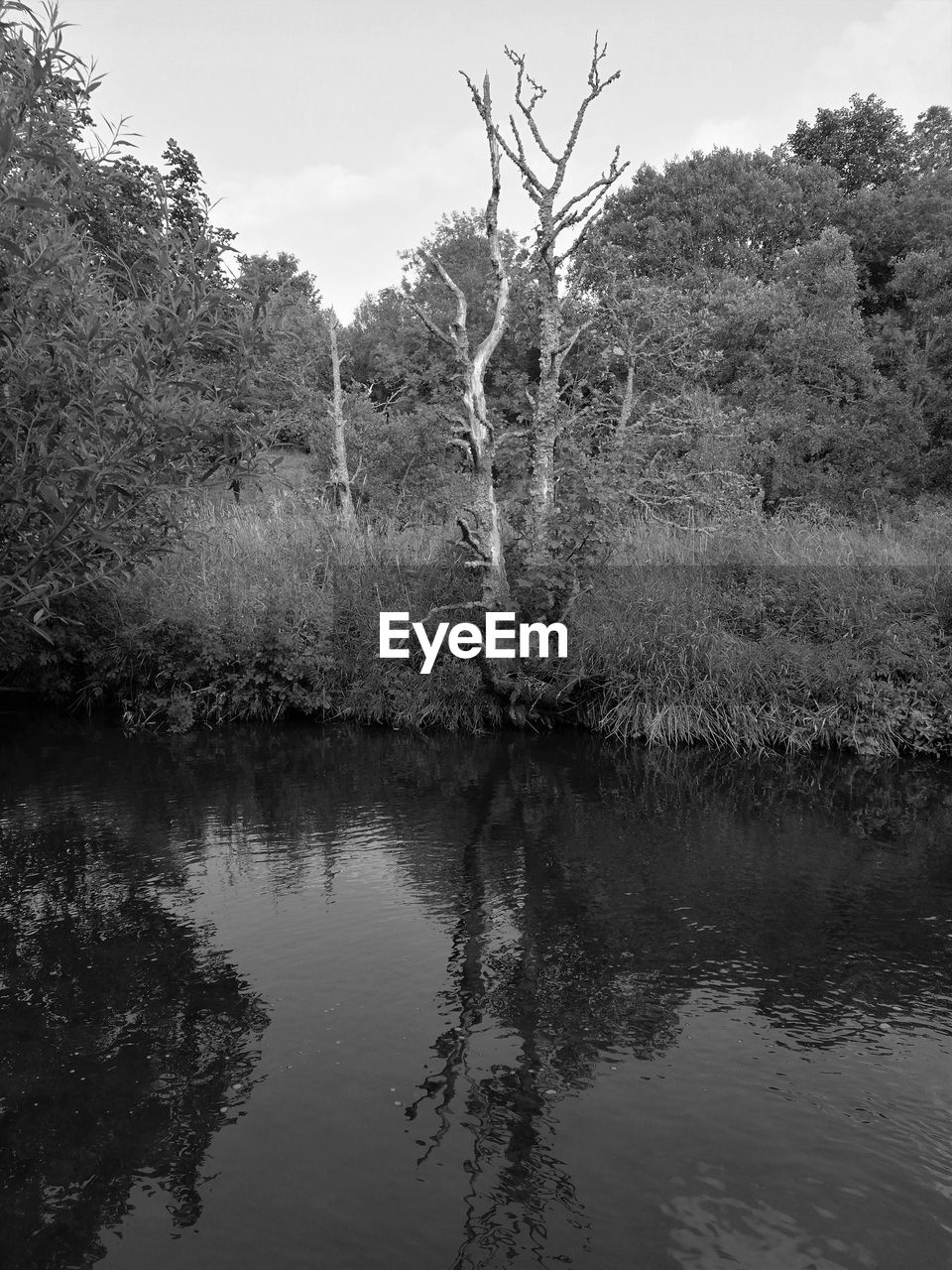 REFLECTION OF TREE IN LAKE AGAINST SKY