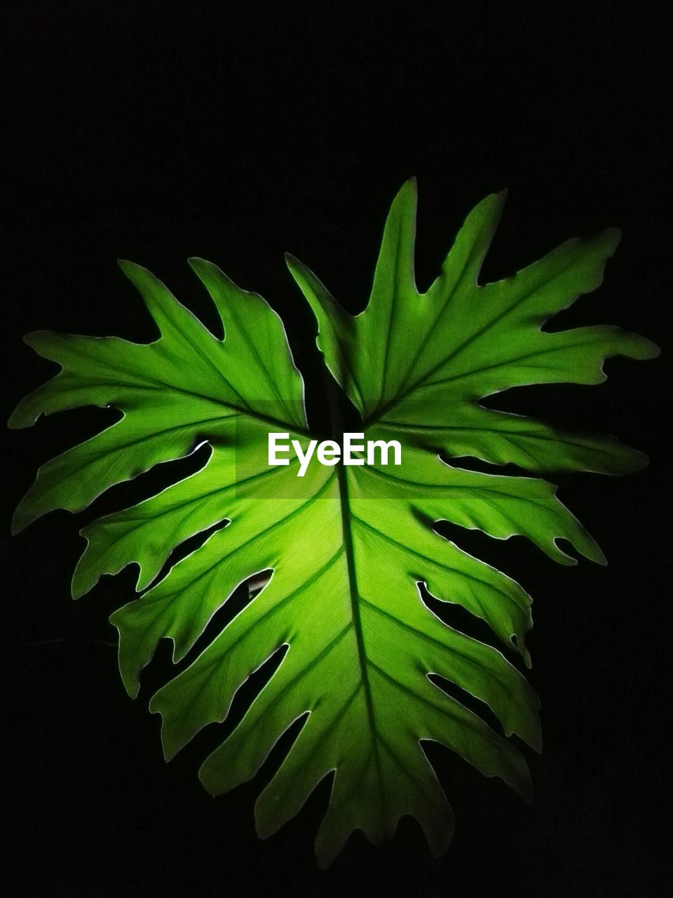 CLOSE-UP OF LEAVES OVER BLACK BACKGROUND