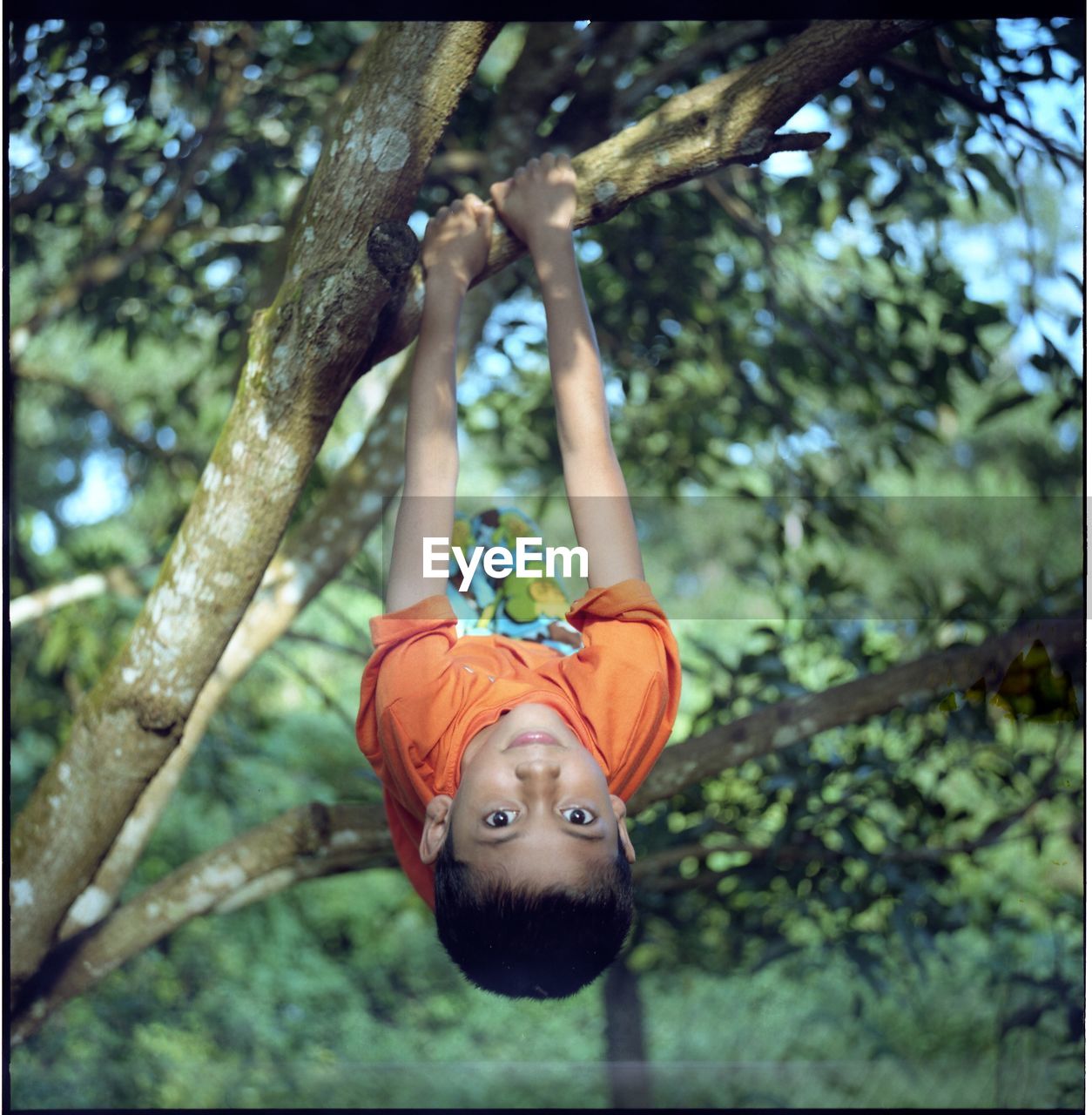 PORTRAIT OF MAN IN TREE