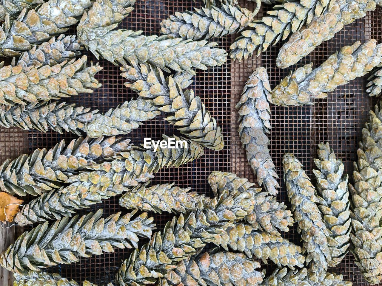 Background texture with selective focus on numerous pine cones