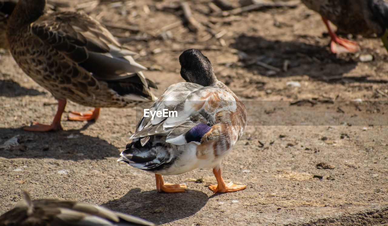 CLOSE-UP OF BIRDS PERCHING ON GROUND